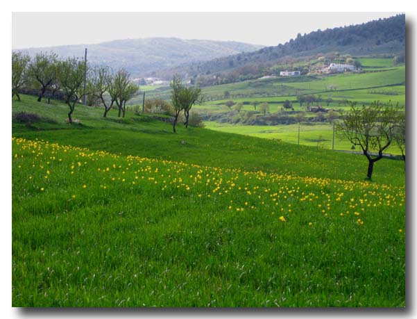 Tulipa sylvestris / Tulipano selvatico dei campi